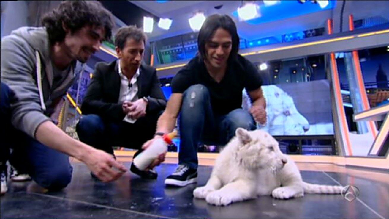 Un cachorro de tigre blanco en el plató de El Hormiguero